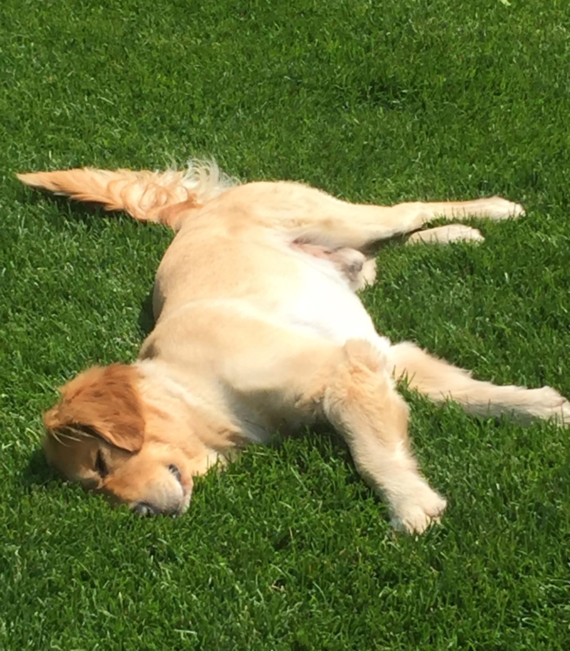 daily musings of an author the incarnation